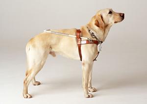 堺にある痛み無しのインプラント歯科